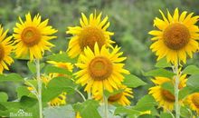 心碎到失眠的句子