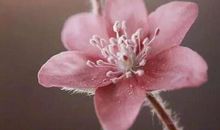 林徽因最优美的话 林徽因优美爱情语录