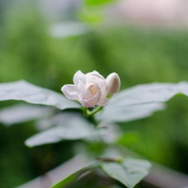我在您所在的城市对您说：我想念您