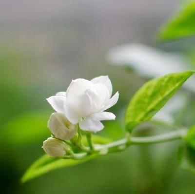 回想起春小麦牧草的春季