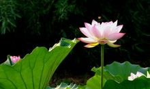 有关描写莲花的诗句