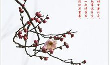 描写花的古诗句