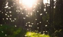 唯美心情语录：南风过境十里春风不如你