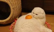 双11搞笑句子 双十一幽默说说段子