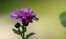 描写秋菊的句子