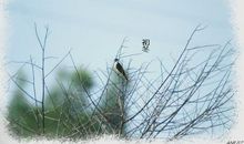 描写初冬的句子