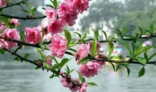 描写三月桃花的句子