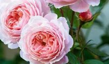 周末客户问候短信大全