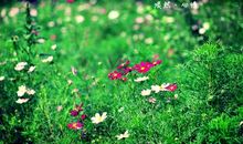 形容淡然心境的诗句