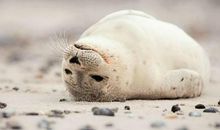 疫情一个人在家无聊的经典说说