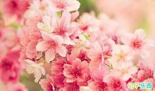 小红书古风句子 小红书美到窒息的古风句子