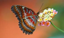 描写蝴蝶的优美句子