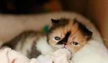 有关爱的句子亲情