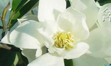 含有夸张的句子