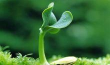 形容家人亲情的长句子