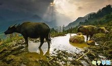 二十四节气惊蛰的句子 关于惊蛰的句子有哪些