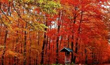 描写枫叶的诗句20句