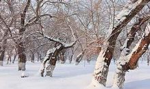 描写冬季的景色的诗句