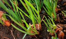 自己种葱的心情说说 阳台上种葱的说说