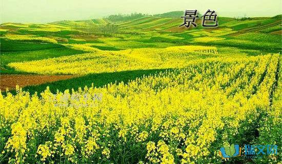 初夏的阳光透过茂密的树枝和树叶传播