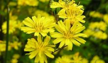 描写秋天菊花的好段