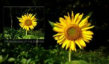 做个随性洒脱的人说说