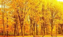 描写秋天落叶的好段