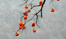 描写秋天柿子的语句