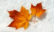 描写秋天枫叶的好段