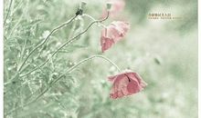 描写自然环境的句子欣赏