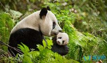 大年三十的祝福句子