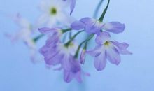 端午节日问候短信