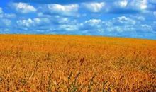 描写秋天田野的成语