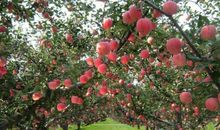 描写秋天果园的好段