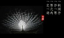 佛家因果轮回唯美句子