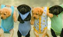 幽默风趣的句子:尽量撮合身边同学,以后会省很多份子钱