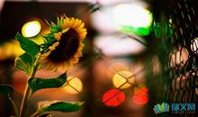 精选表达爱情的英文语句，伤感英语语句