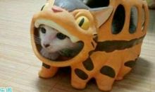 开心调皮说说句子