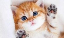 撒娇卖萌的句子