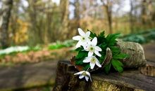 吹着开心的口哨经典句子