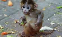 描写猴子的外貌语句