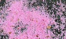 富有诗情画意的说说