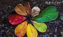 描写感恩大自然的句子大全