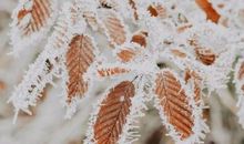 下雪天问候语及关心话 下雪了关心朋友的话