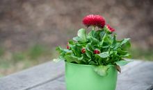 描写春天的语录