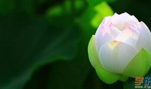 赞美荷花的比喻句