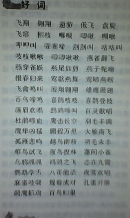   形容梨花  1