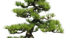 描写松柏的句子