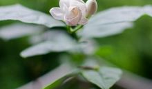 舅妈生日短信问候