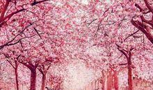 优雅的古风短句